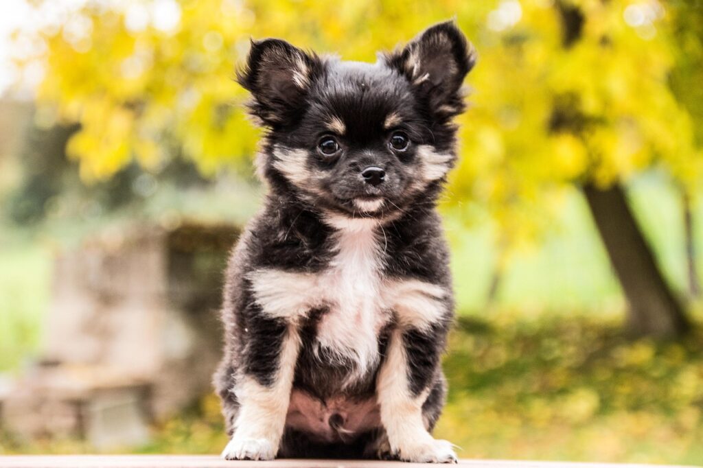 chihuahua, dogs, animals, puppies, cute, chihuahua puppy, nature, pets, chiwawa