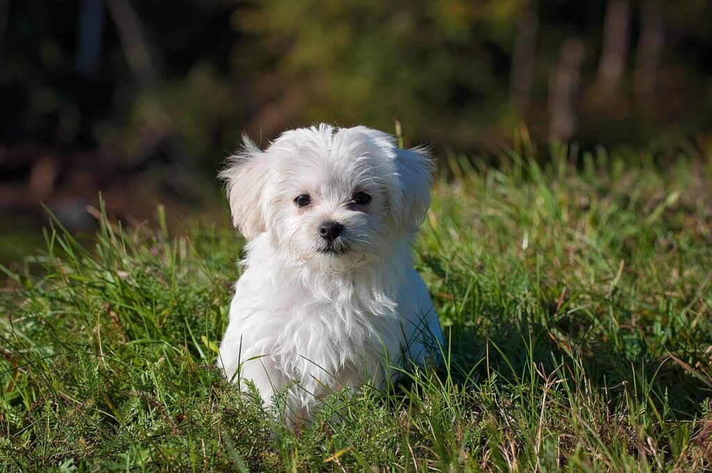 Cucciolo di cane bianco a pelo lungo seduto sull’erba, esempio di razze di cani di piccola taglia