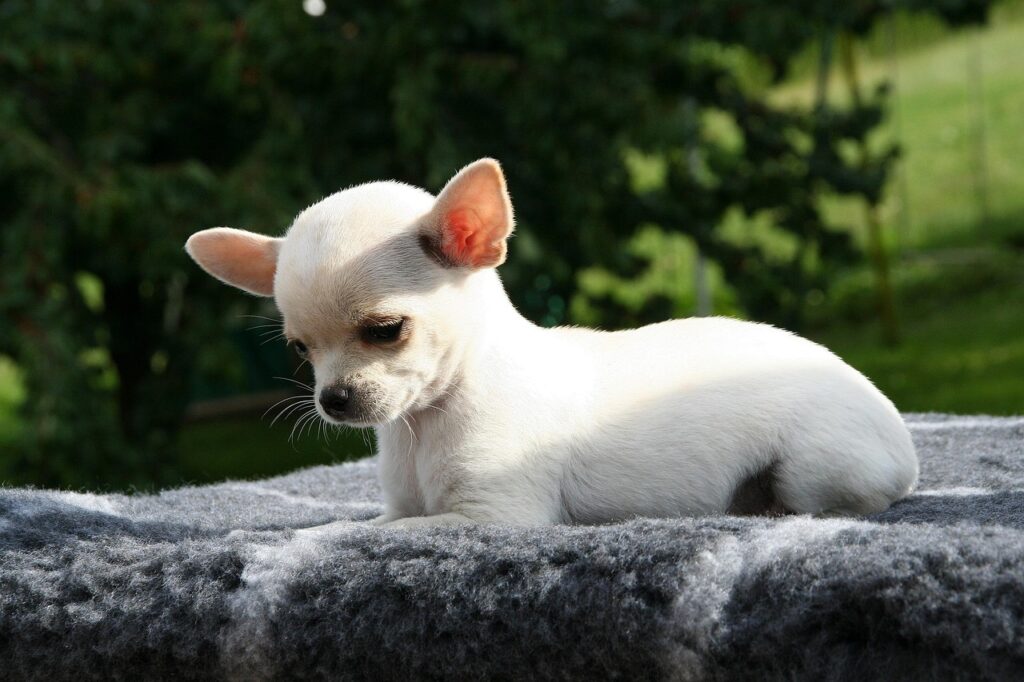 animal, pet, dog, chihuahua, nature, chihuahua puppy