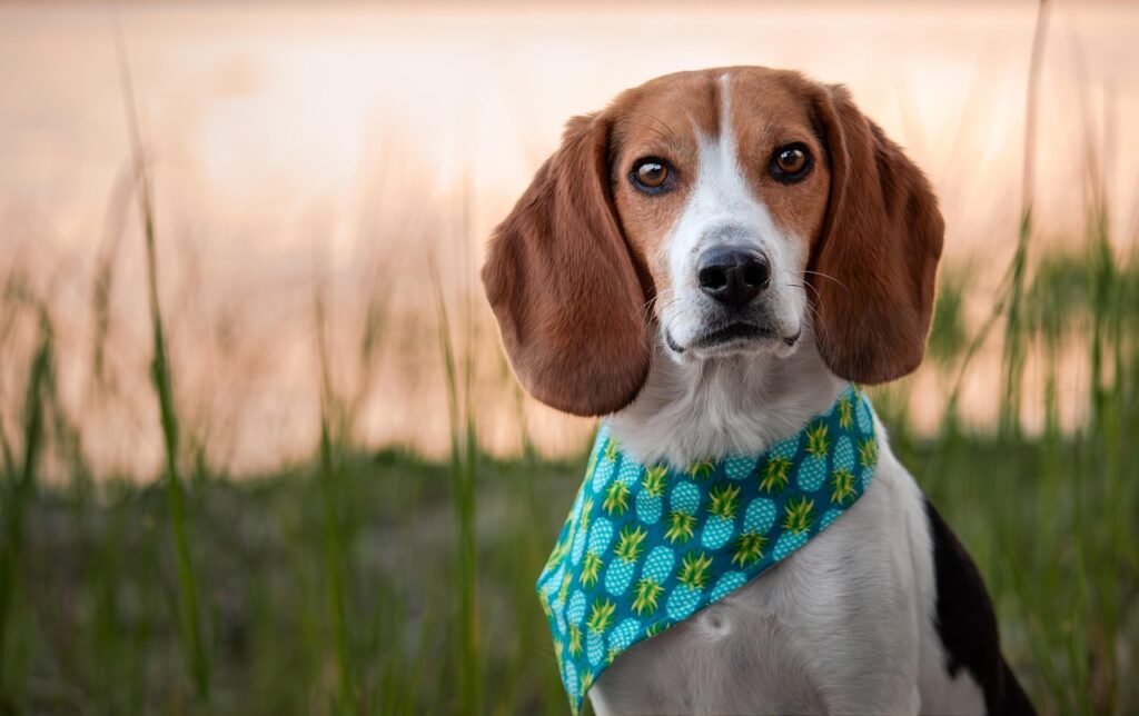 Beagle con bandana azzurra seduto all&rsquo;aperto, simbolo delle razze di cani di taglia media
