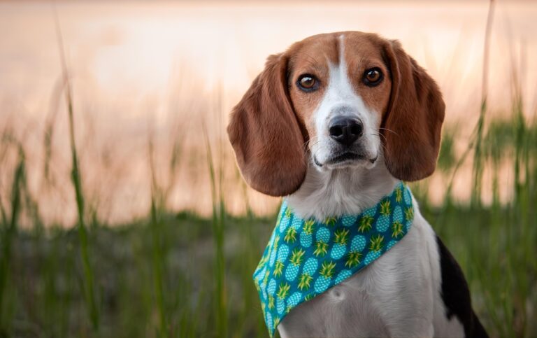 Beagle con bandana azzurra seduto all’aperto, simbolo delle razze di cani di taglia media