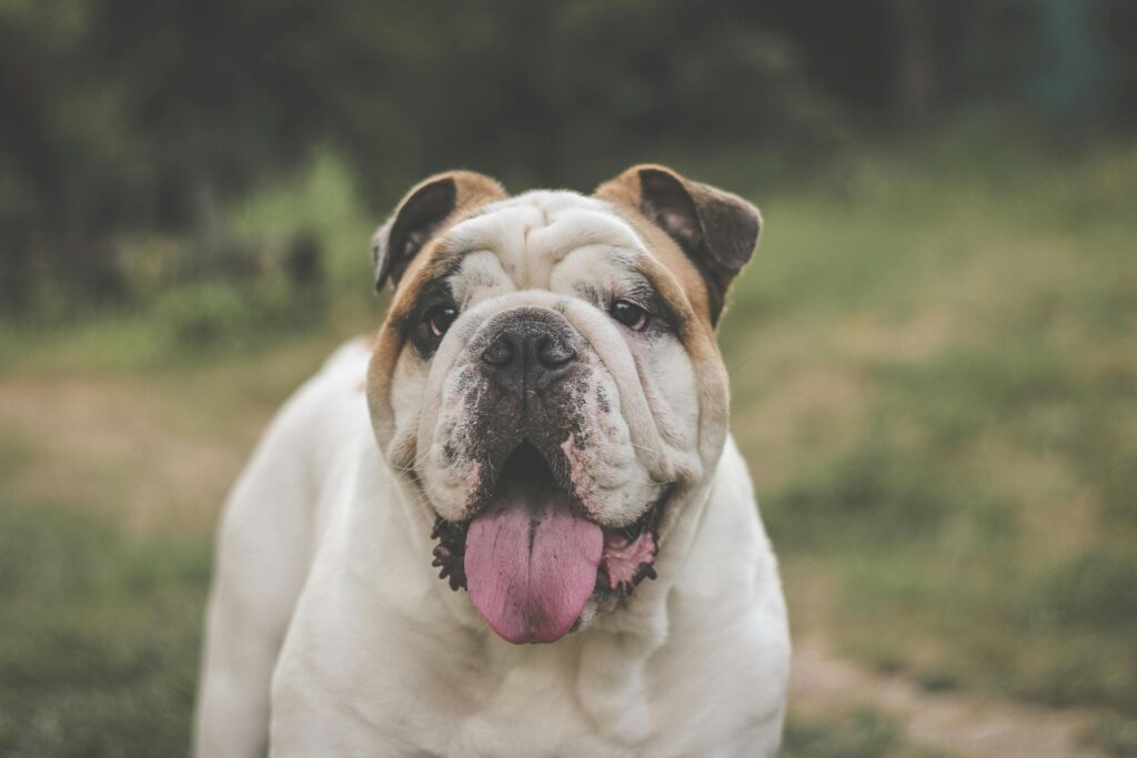 Bulldog Inglese seduto all’aperto con espressione rilassata, simbolo delle razze di cani di taglia media tranquille