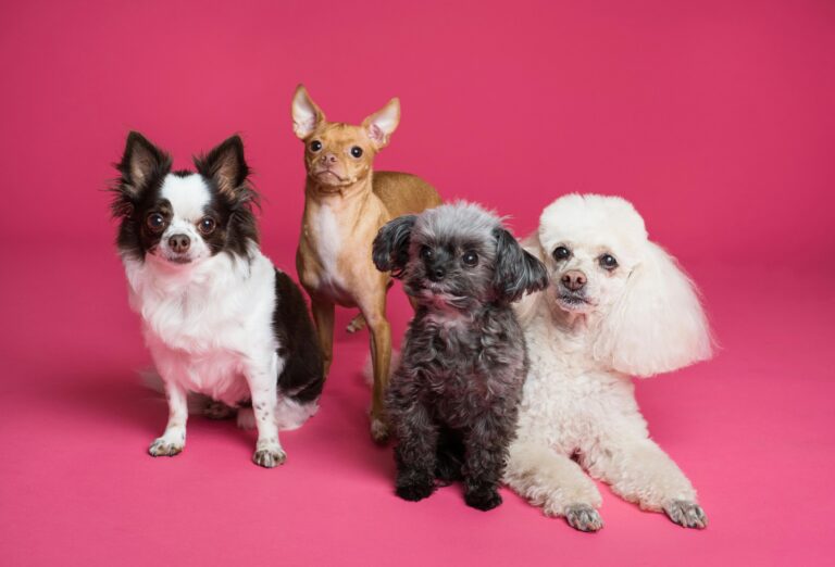 Gruppo di cani di razze diverse su sfondo rosa, immagine introduttiva all’articolo sulle razze di cani