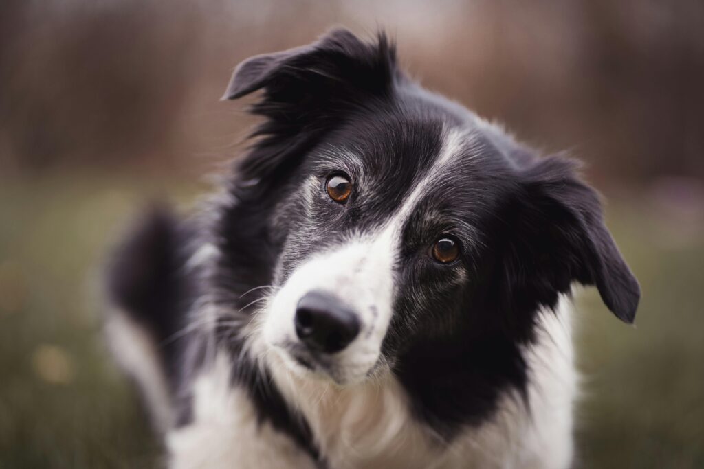Border Collie in primo piano con espressione curiosa, simbolo delle razze di cani di taglia media più intelligenti