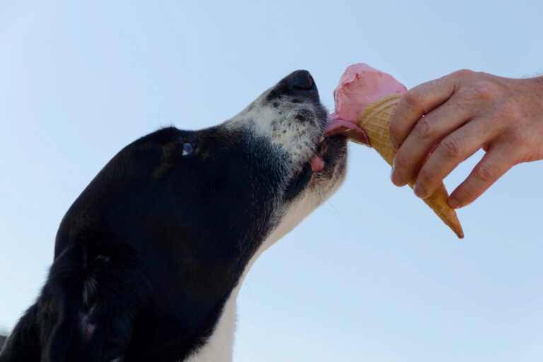 Cane che lecca un gelato, esempio di alimento vietato ai cani