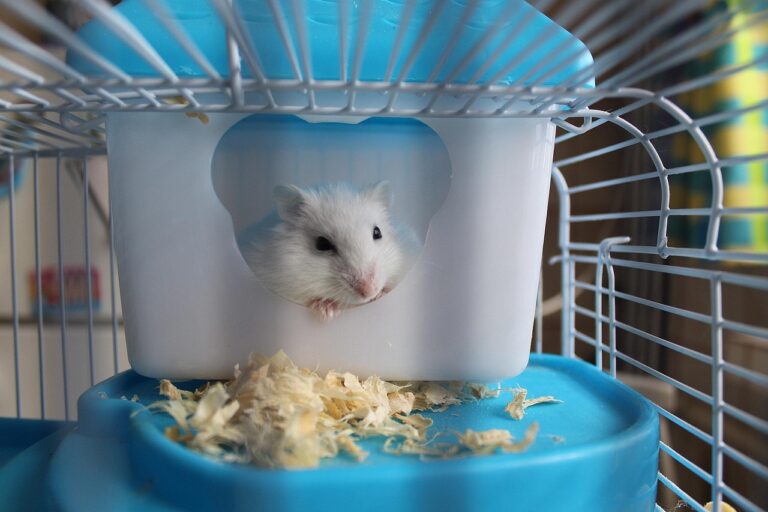 hamster, rodent, cage, animal, snout, mammal, favorite, nature, hamster, hamster, hamster, hamster, hamster