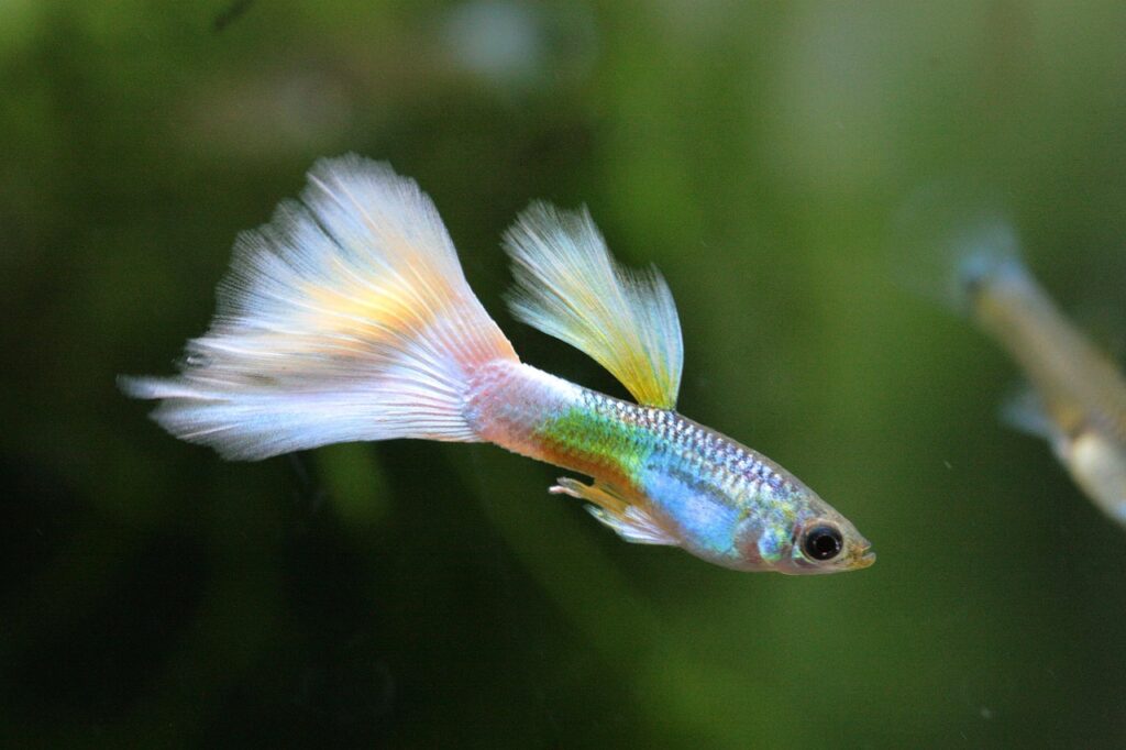 Pesce tropicale guppy dai colori pastello in un acquario tropicale d’acqua dolce