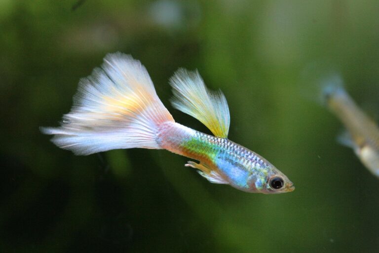 Pesce tropicale guppy dai colori pastello in un acquario tropicale d’acqua dolce