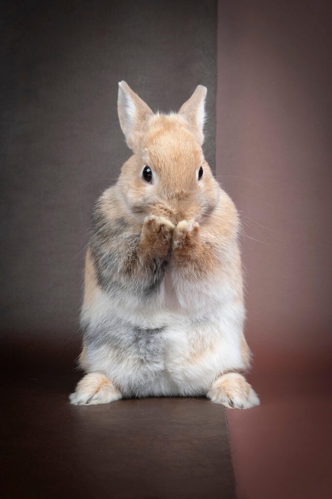Coniglio nano seduto che si pulisce il muso