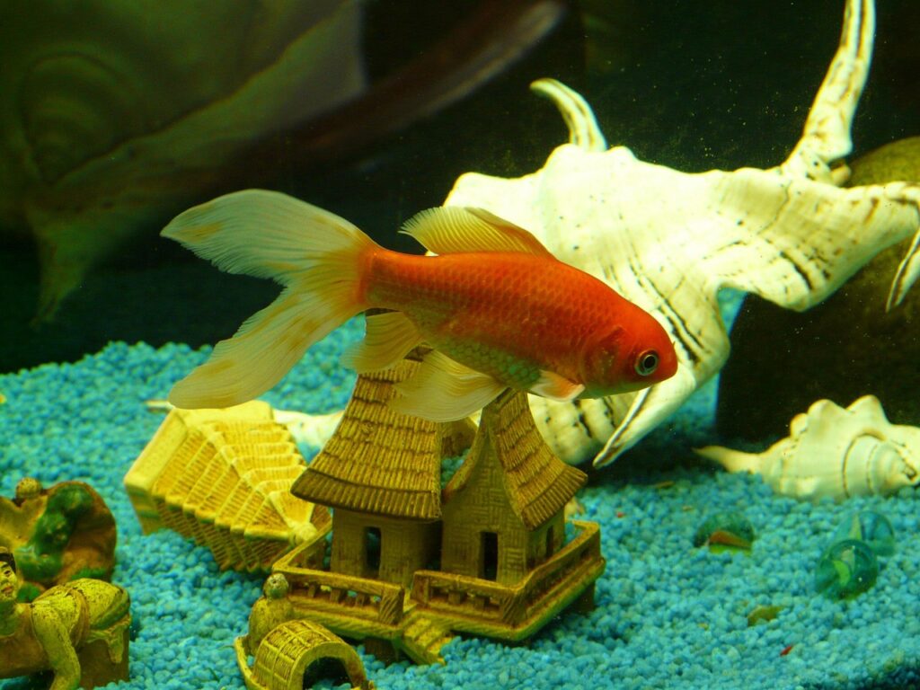 Pesce rosso che nuota in un acquario con decorazioni e sabbia blu, come esempio di cosa mangiano i pesci d'acquario