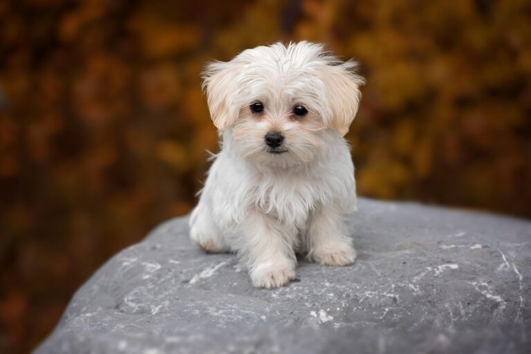dog, white, maltese, puppy, cub, domestic animal, nature, pet, animal, cute