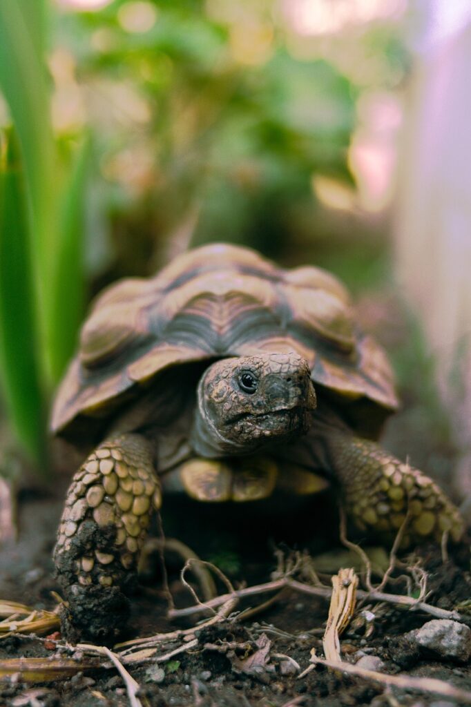 Tartaruga di terra nel giardino tra erba e piante