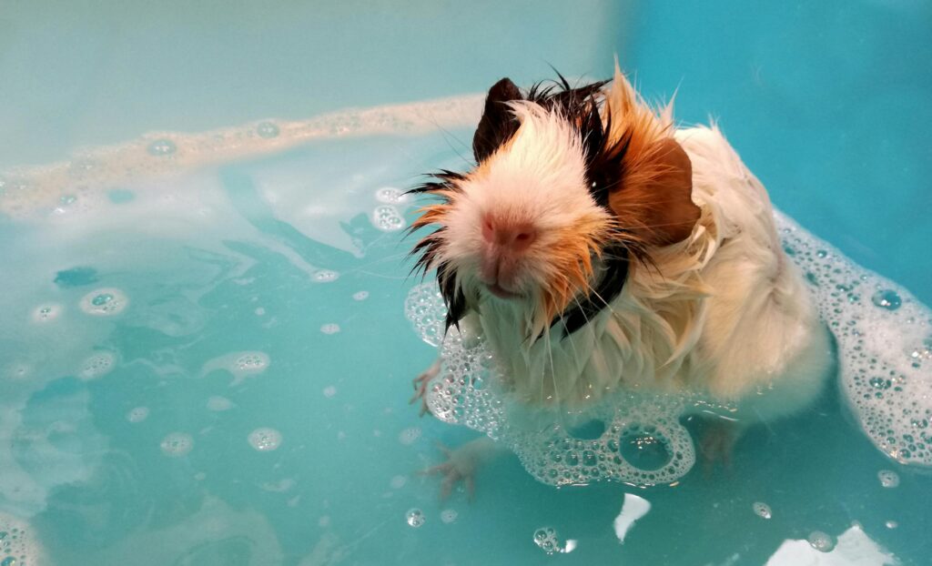 Cavia peruviana con il pelo bagnato immersa in una vaschetta d’acqua tiepida, durante la fase di pulizia domestica
