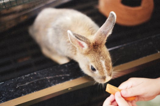 A cute rabbit eagerly takes a carrot from a person's hand in a cozy setting.