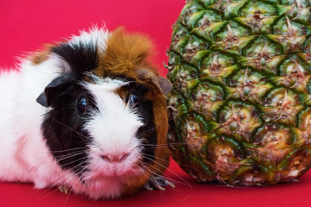 Cavia domestica vicino a un ananas su sfondo rosso, simbolo dei cibi vietati per roditori come cavie e criceti