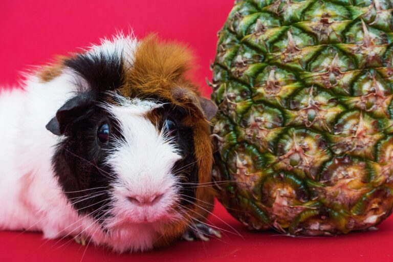 Cavia domestica vicino a un ananas su sfondo rosso, simbolo dei cibi vietati per roditori come cavie e criceti
