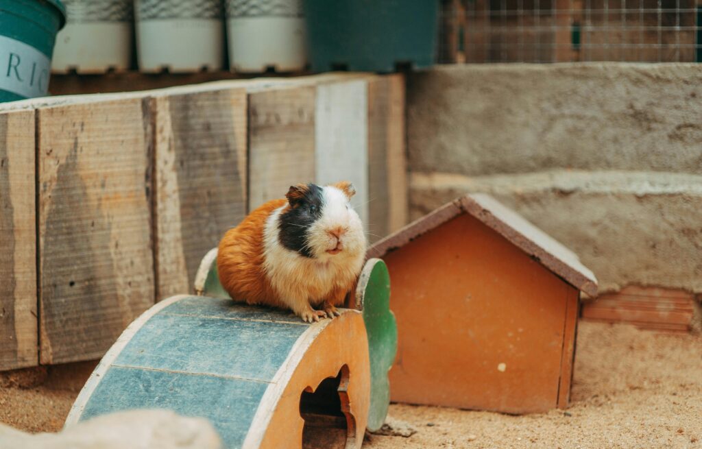 A fluffy guinea pig sitting on a wooden bridge in its cozy enclosure.