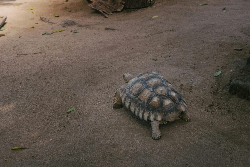 Tartaruga di terra che cammina su terreno sabbioso all&rsquo;aperto, esempio per capire quanto vivono le tartarughe di terra