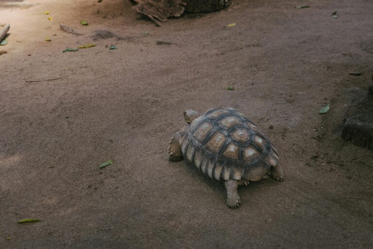 Tartaruga di terra che cammina su terreno sabbioso all’aperto, esempio per capire quanto vivono le tartarughe di terra