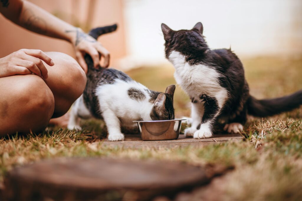 Two cats eating from a bowl while a person gently touches them on a grassy outdoor area.