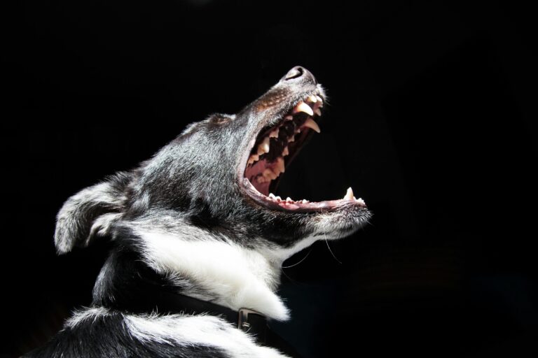 Dramatic close-up shot of a dog with its mouth open, revealing sharp teeth.