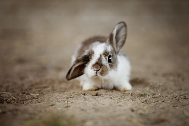 rabbits, ear, rabbit, easter, ears, easter bunny, mammal, nature, fur, cute, wildlife, domestic animal, bunny, adorable, long-eared, fluffy, dwarf bunny, animal photography, rabbit, rabbit, rabbit, rabbit, rabbit, easter, bunny, bunny, bunny