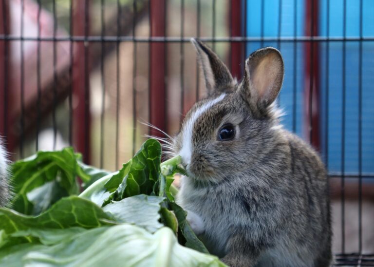 A cute young bunny enjoys fresh greens inside a wired cage, highlighting its fluffy fur and lively eyes.