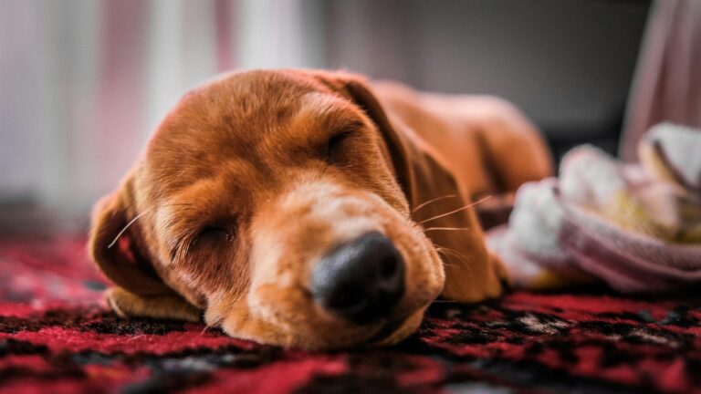 Close-up of a cute puppy sleeping peacefully on a textured rug indoors.