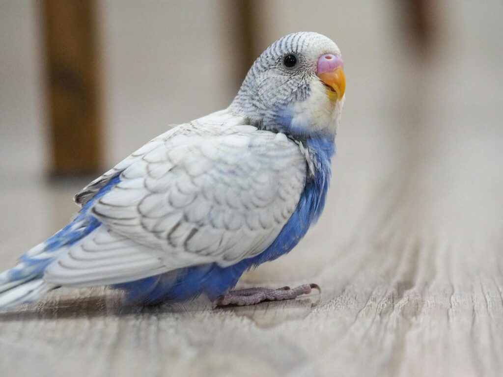 A detailed photo of a blue and white budgerigar resting on a wooden floor, indoors.