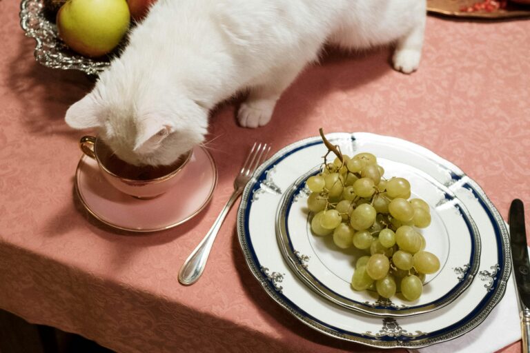 A cute white cat exploring a tea cup on a dinner table with grapes on a plate.