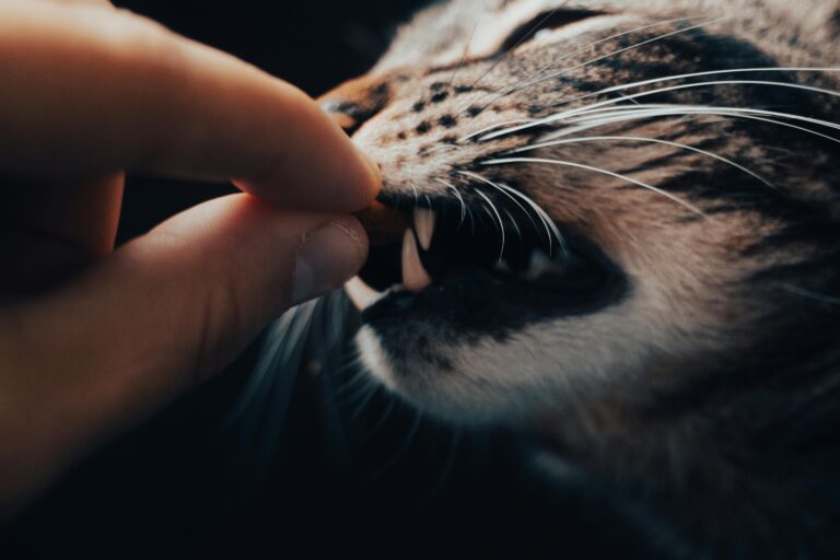 A tabby cat playfully nibbling on a human finger with focus on the whiskers and fur.