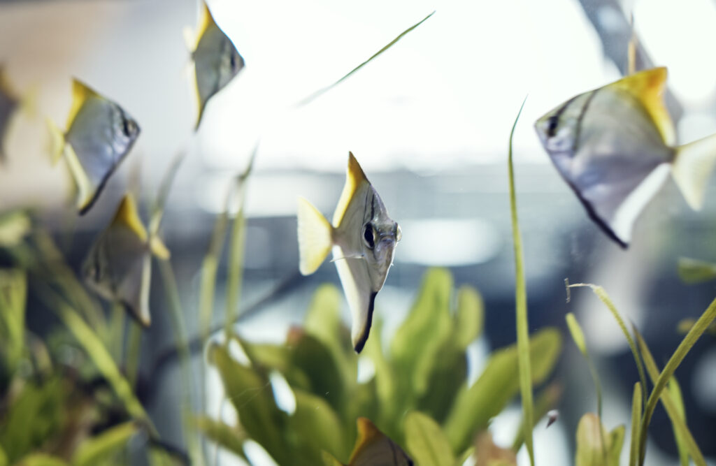 Pesci luna in un acquario casalingo
