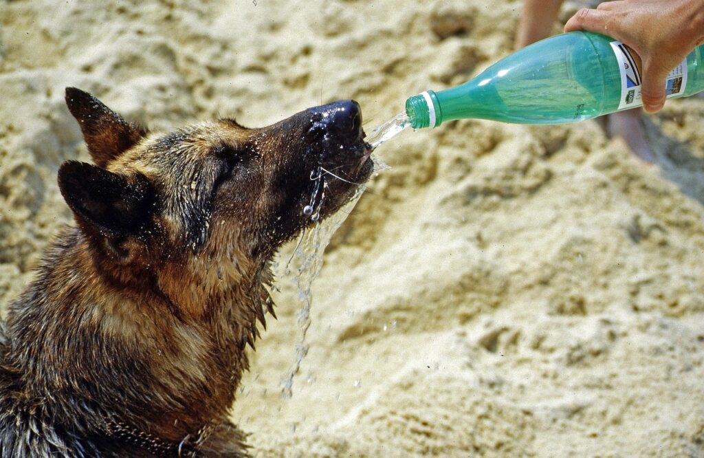 Cane che beve acqua durante una giornata calda per prevenire disidratazione e colpo di calore