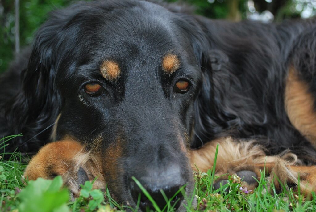 un cane triste, sintomo di probabile malessere come vomito o diarrea