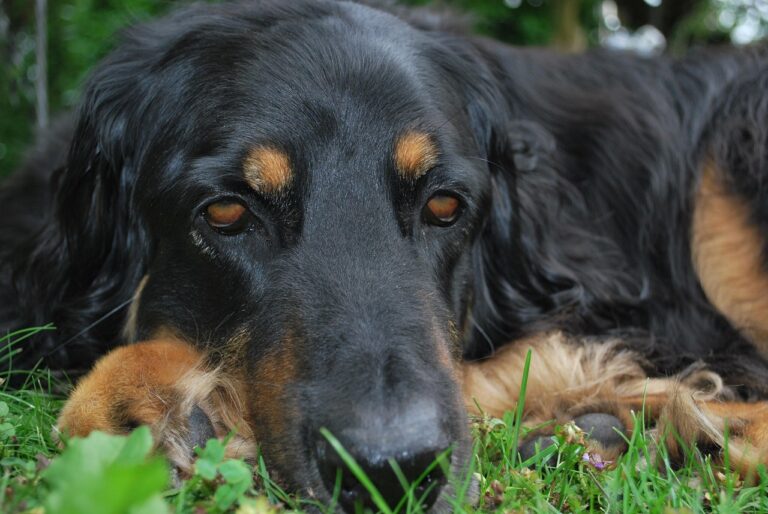 un cane triste, sintomo di probabile malessere come vomito o diarrea